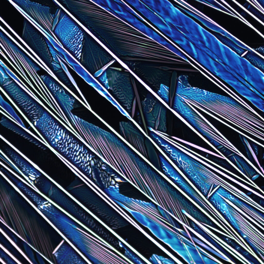 Feathers of the Ocean by Prapti Kafle(2019), 2019 SCS Science Image Challenge Finalist