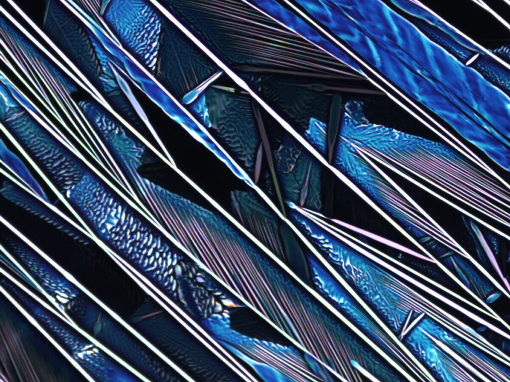Feathers of the Ocean by Prapti Kafle(2019), 2019 SCS Science Image Challenge Finalist